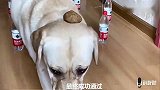 主人问赛文和小迷糊掉水里救谁？老狗狗四选择小迷糊，赛文怒了