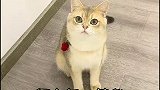 千万不要忽视小猫咪给你的暗示！猫 萌宠 萌宠出道练习生 梅尼耶中毒 战术名侦探 悬疑 细节
