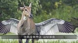 真实存在传说中的神兽，日本大阪瑞龙寺，有一尊幼龙的标本！