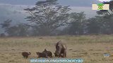 鬣狗简直自寻死路，竟袭击犀牛幼崽，看犀牛是如何教训它们的！