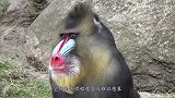 宁遇豺狼不遇山魈，它被称作鬼狒狒，一旦遇到只能认命