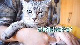 猫咪不愿量体温，哼哼唧唧和主人吵架，表情呆滞装傻吓唬主人！
