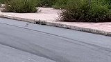 收养一只可怜的小奶猫