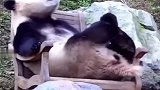 动物会武术谁也挡不住，搞笑系列第七期，笑到停不下来