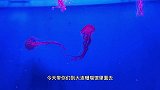 这里有很多没见过的海洋生物，大连老虎滩海洋公园，珊瑚馆