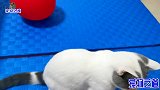 胖公猫抢到玩具撒腿就跑，接下来的动作让人笑喷，小猫：猫设崩了