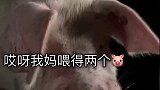 四川搞笑喜剧；昌付二哥说去买衣服，结果被打了