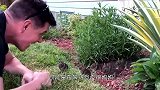 男子后院发现小兔子，竟向其打招呼，真人版“小兔乖乖把门开开”