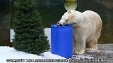 北极熊的圣诞节就一块面包，一个塑料桶在旁边还有一颗圣诞树