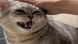 养了三年的猫咪，摸一下都不让，真是白伺候了！