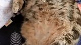 猫：别动我，我吃多了，我困着呢！
