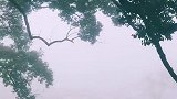 杨家堂大雾笼罩的清晨相守了几百年的夫妻树，像极了爱情！