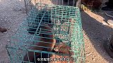 狗市的“乱葬岗”太多狗狗不明S亡，横七竖八惨死，看着也太揪心