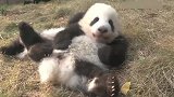 熊猫宝宝： 本店开业大吉！专业卖萌，有人要吗？