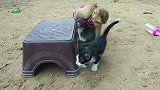猴子丫丫逗小猫咪玩，太可爱了，感觉就是一群孩子在玩