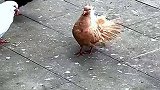鸽子也会开屏，跟孔雀混久了