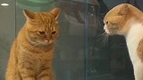 我家橘猫和邻居家的猫咪吵架输了,委屈到让人心疼