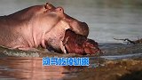 看起来憨厚的河马，竟然也会吃掉刚出生的小河马？