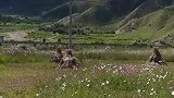 格桑花开，去东拉乡的路上