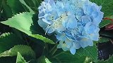 艳阳下的绣球花，你爱了吗！