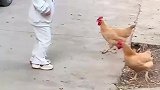 当人类幼崽遇上战斗鸡,会发生什么样的故事呢