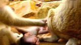 心碎，母猴用非常粗暴的方式抢猴宝，猴妈却无动于衷