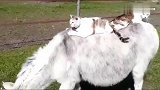 大驴子驮着猫咪去巡视，狗狗只有羡慕的份了