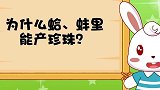 兔小贝：蚌为什么能产珍珠？宝宝好奇吗，来听兔小贝讲解
