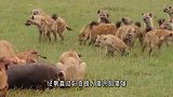 鬣狗的头号“天敌”，遇到只有死路一条，连狮子见了都害怕！