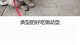巴哥犬 这样的巴哥犬你想养一只吗？
