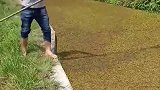在农村想吃鱼，只需准备好粪瘘，在河沟一捞就行了！