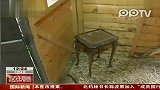英国：4只鸡联手啄死入侵狐狸