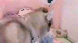 哈士奇做梦，女主喊它醒来；这反应逗笑了