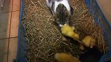 小鸭子被猫咪叼走，以为猫咪小鸭子吃了，赶去猫窝一看萌化了！