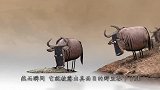 角马被鳄鱼死死咬住，危急时刻，河马却出手相助