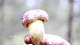 12种野生菌的花式吃法寓意“十二月月月吉祥”