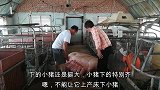 81岁婆婆在家一年能收入多少钱？婆婆的一番话媳妇暖心了