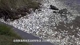 河马造粪能力太强，拉个大便就让上万条鱼殒命，谁还想着捞鱼