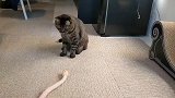 喵星人看见遥控蛇时的搞笑反应！