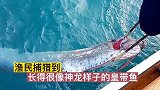 渔民捕猎到长得很接近神龙样子的皇带鱼