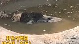 邯郸 游客发现非洲狮泡在池中！园方回应，这个园区是承包的！狮子生病晒太阳，不幸溺亡！