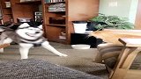 哈士奇：假装咬空气，吓唬一下猫咪
