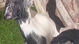 为什么小猫抱着水管会一动不动