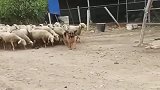 霸气的牧羊犬是主人的好帮手，看护上百头羊，得心应手