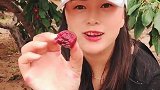拥有樱桃树林的姑娘，看着这一幕，我要羡慕“死”了！