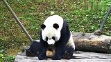 大熊猫靠着木头挠痒痒，左挠挠右挠挠上挠挠好有节奏感