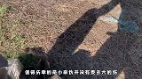 苍鹭巢穴中照顾幼鸟，蛇鸟挑衅要打架，网友：太坏了