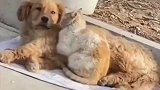 猫狗互相取暖，一把搂入怀里