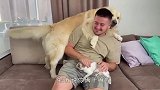主人抱着猫咪宠爱有加，金毛看后气不打一处来，结局笑爆了
