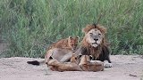 雄狮帮忙看娃，疲惫的母狮趁机打盹休息